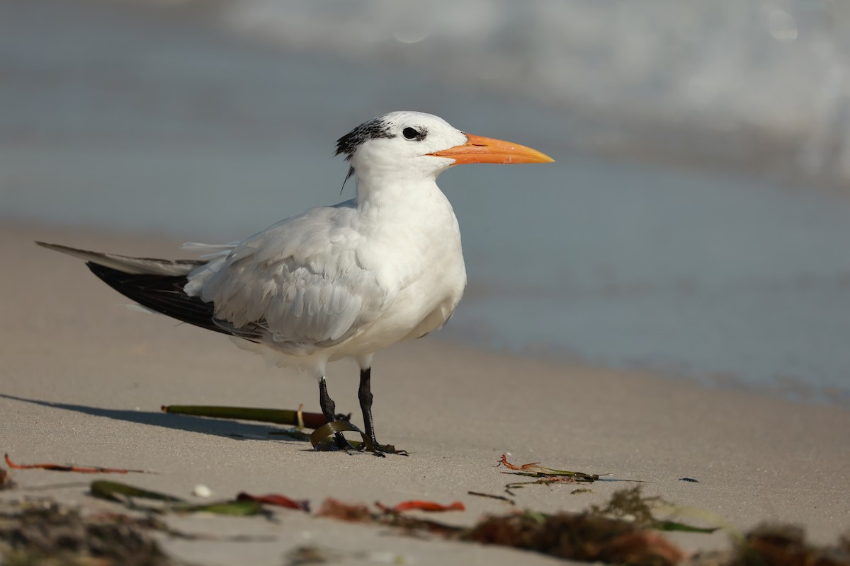 Royal Tern - ML643838167