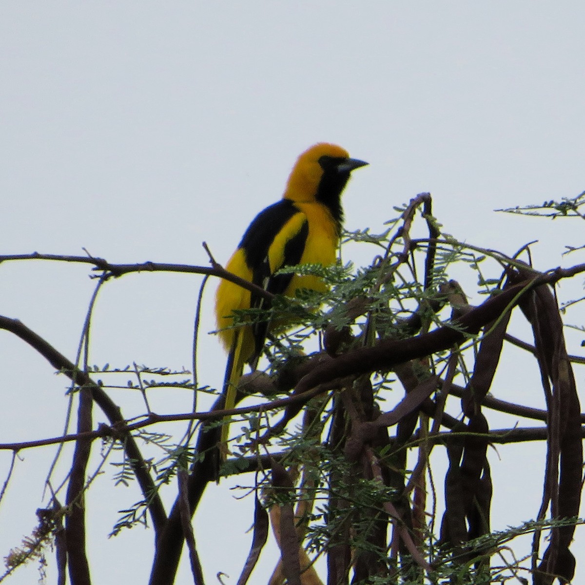 White-edged Oriole - ML643838194