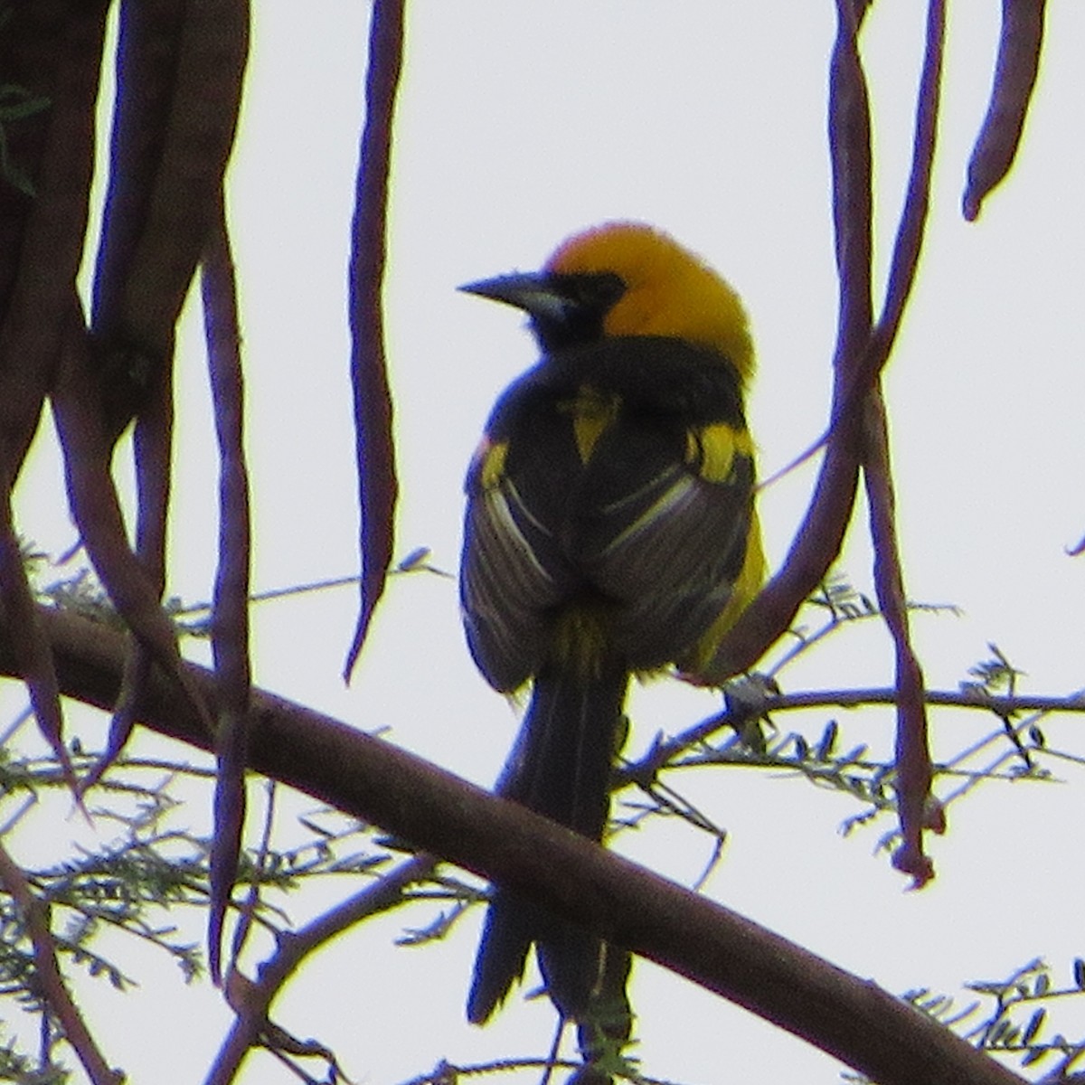 White-edged Oriole - ML643838195