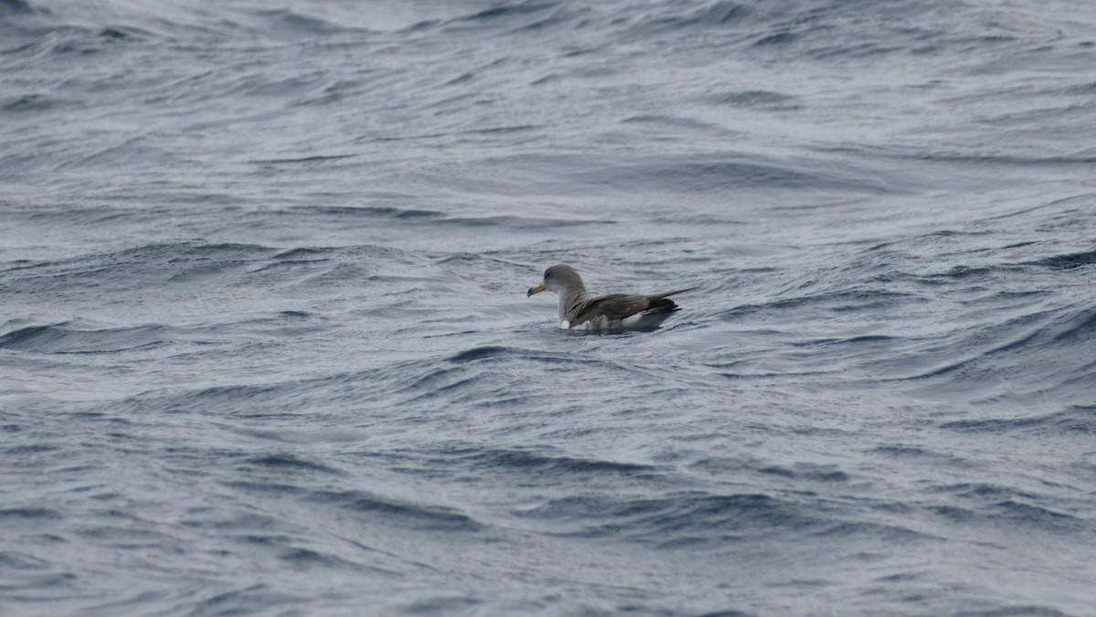 Cory's/Scopoli's Shearwater - ML643838205