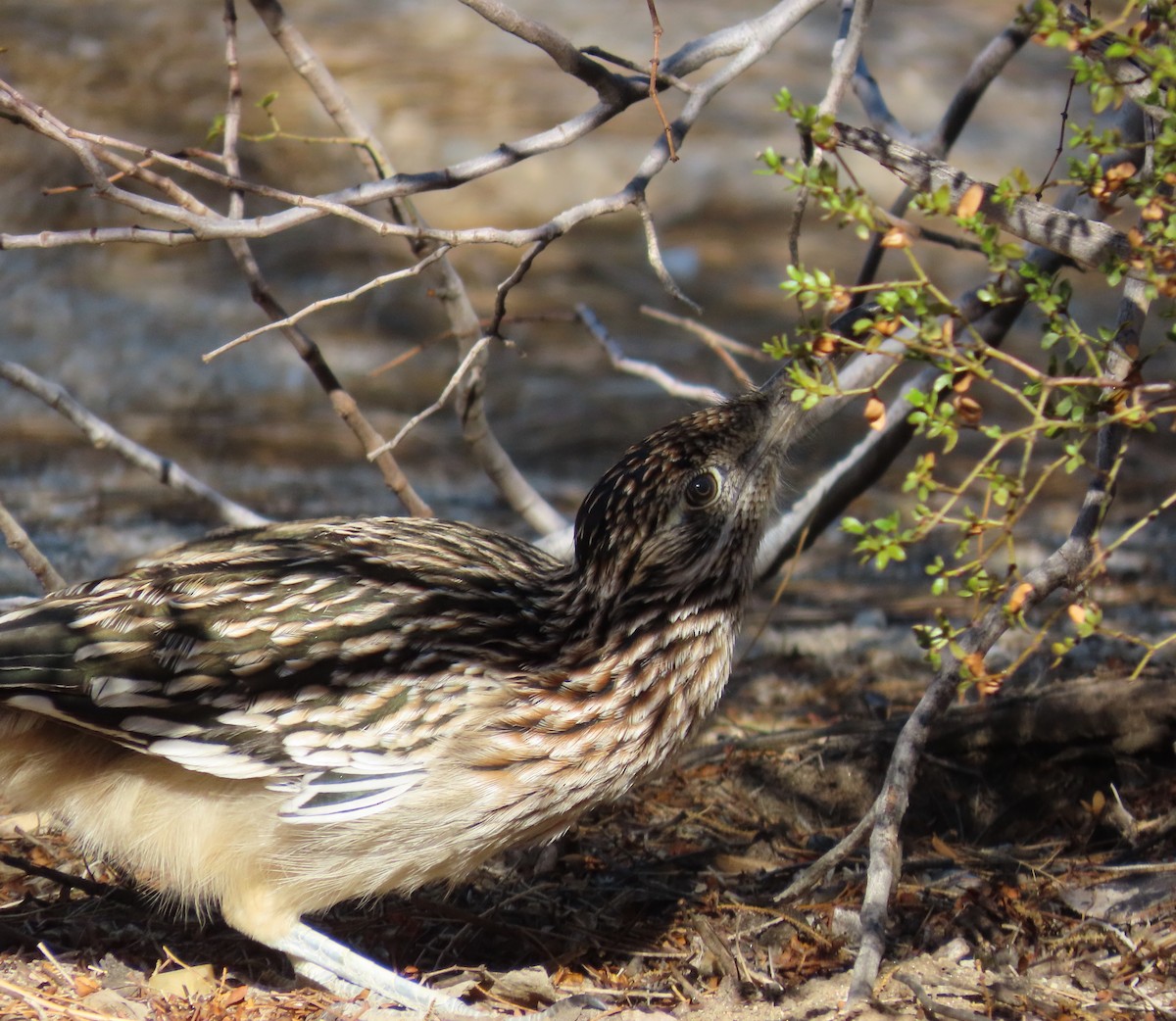Greater Roadrunner - ML643838230