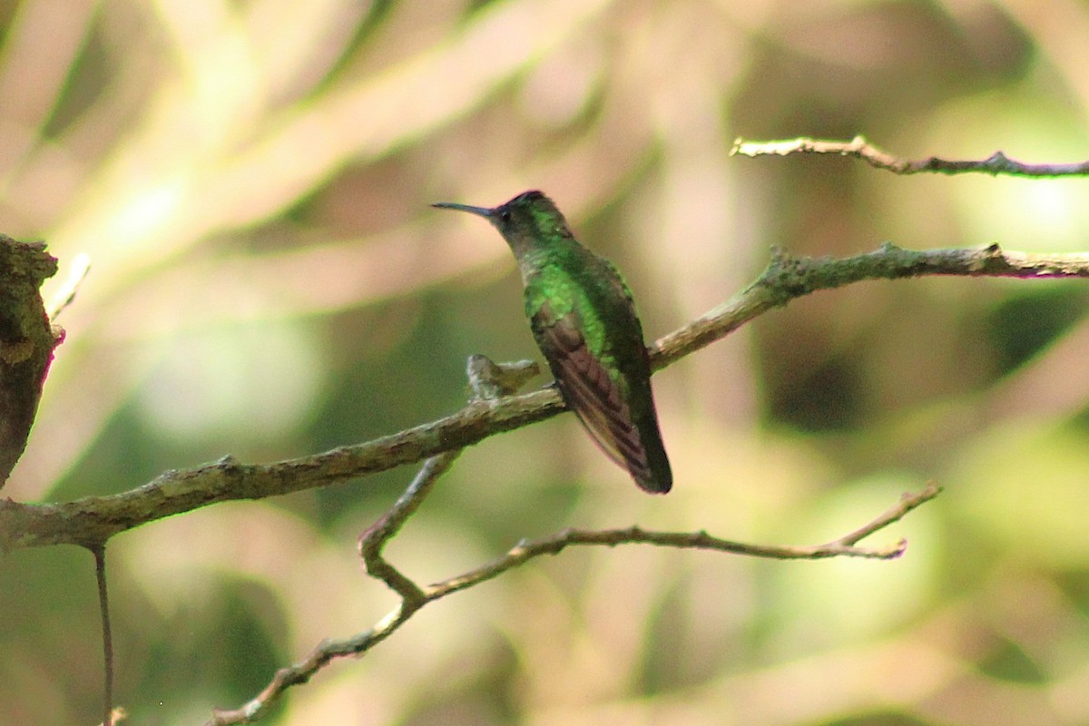 Colibrí de Cuvier - ML643838231