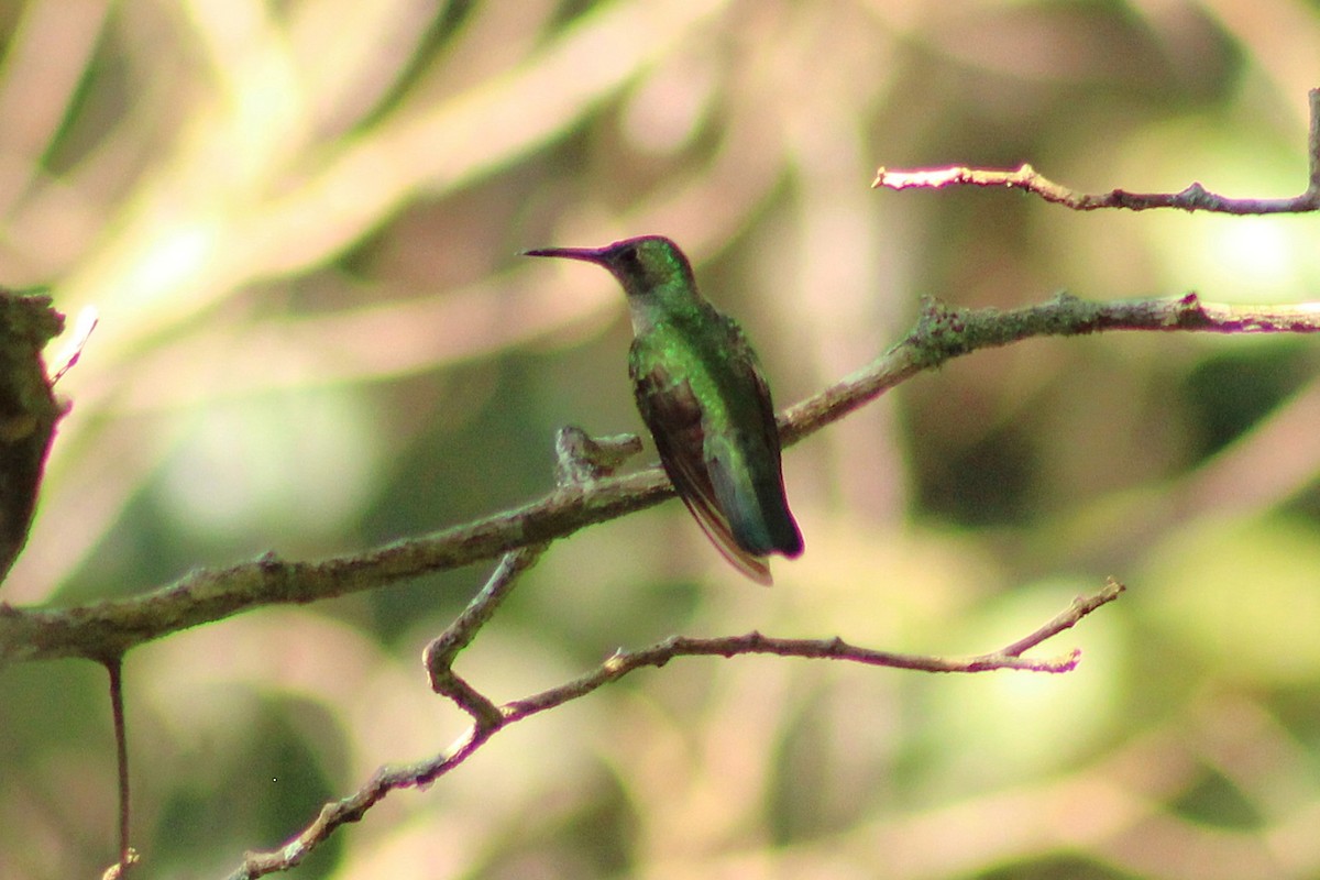 Colibrí de Cuvier - ML643838236