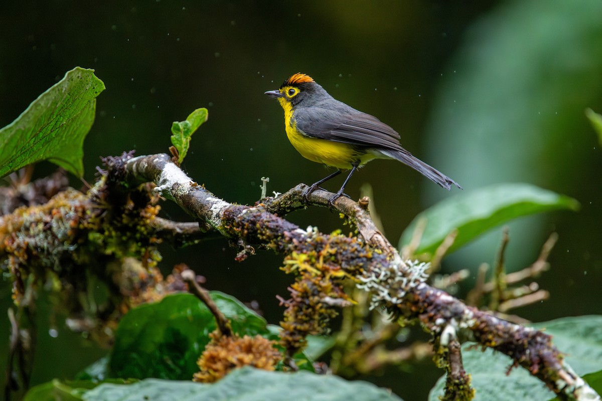 Spectacled Redstart - ML643838259