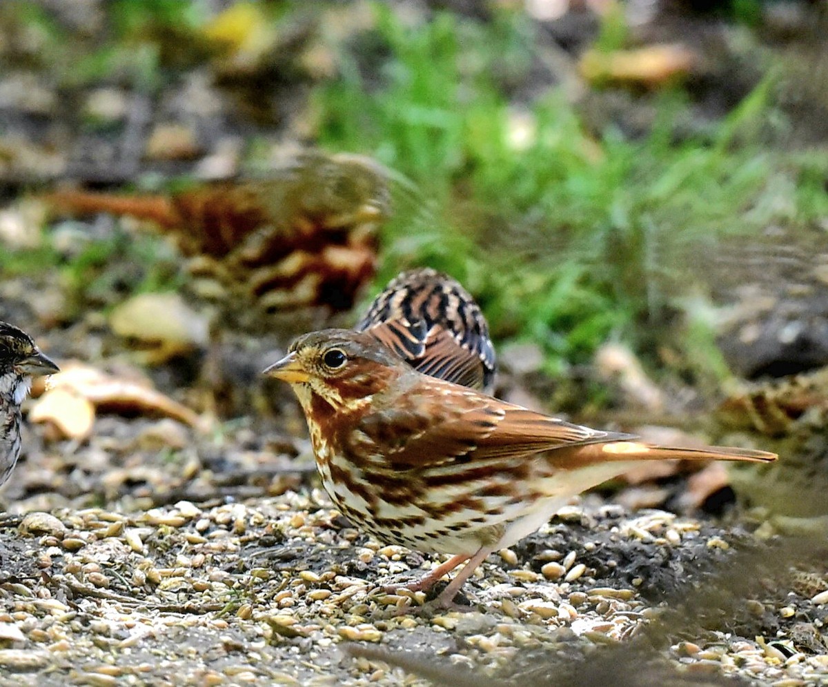 ゴマフスズメ - ML643838265