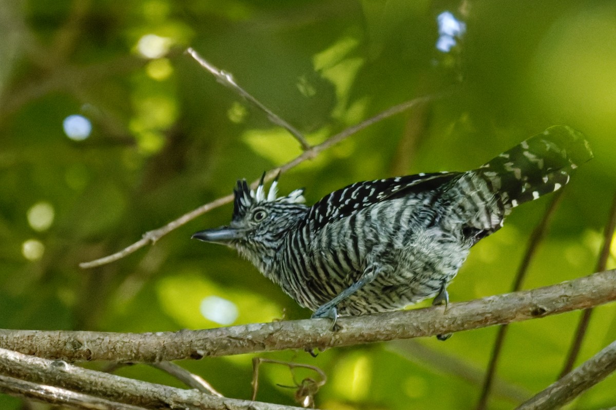Barred Antshrike - ML643838272