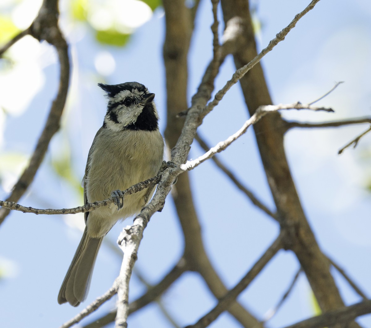 Bridled Titmouse - ML643838274