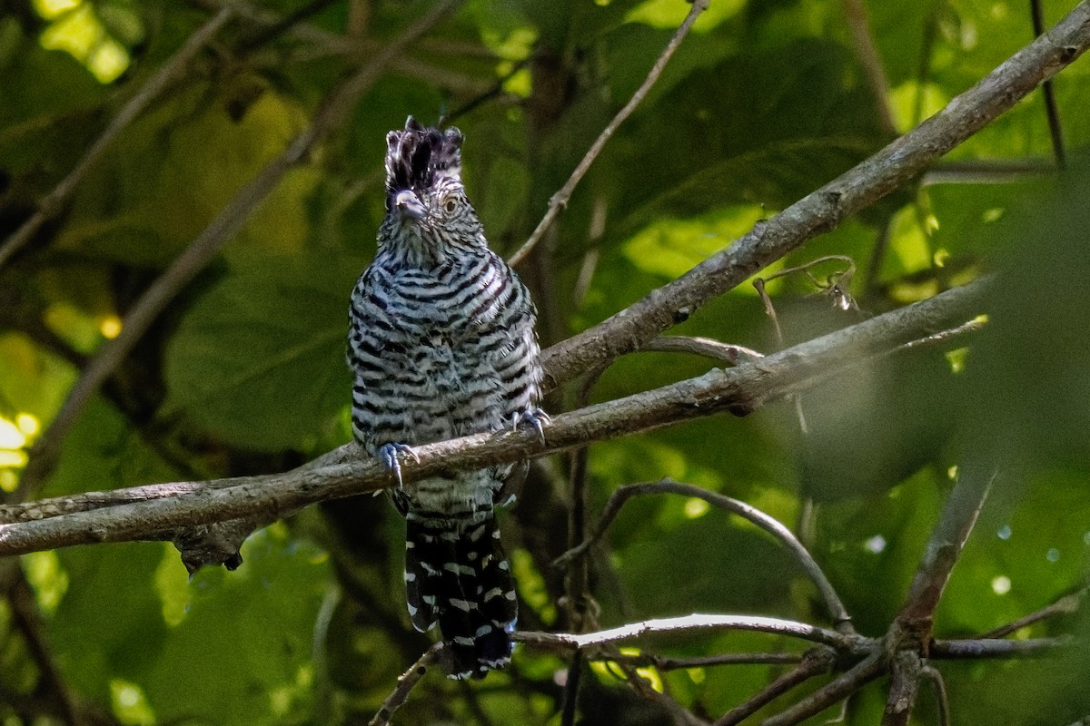 Barred Antshrike - ML643838279