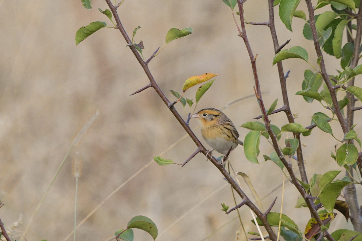 LeConte's Sparrow - ML643838294
