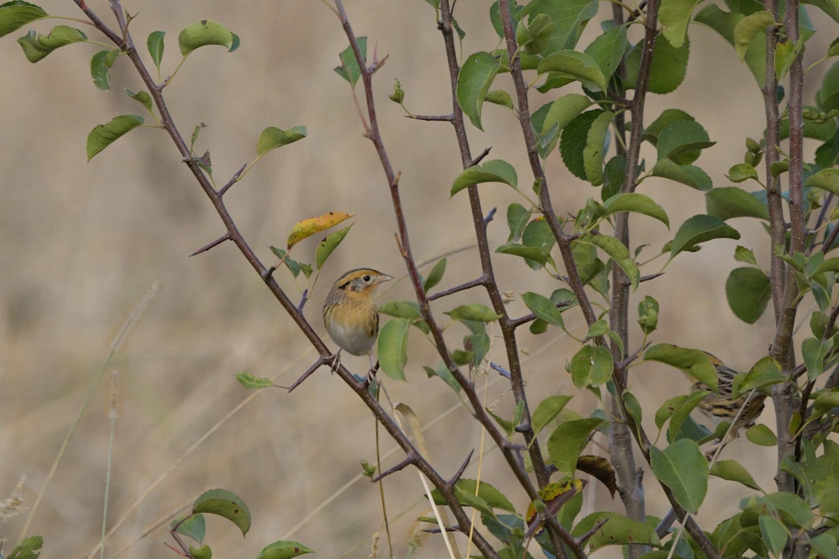 LeConte's Sparrow - ML643838296