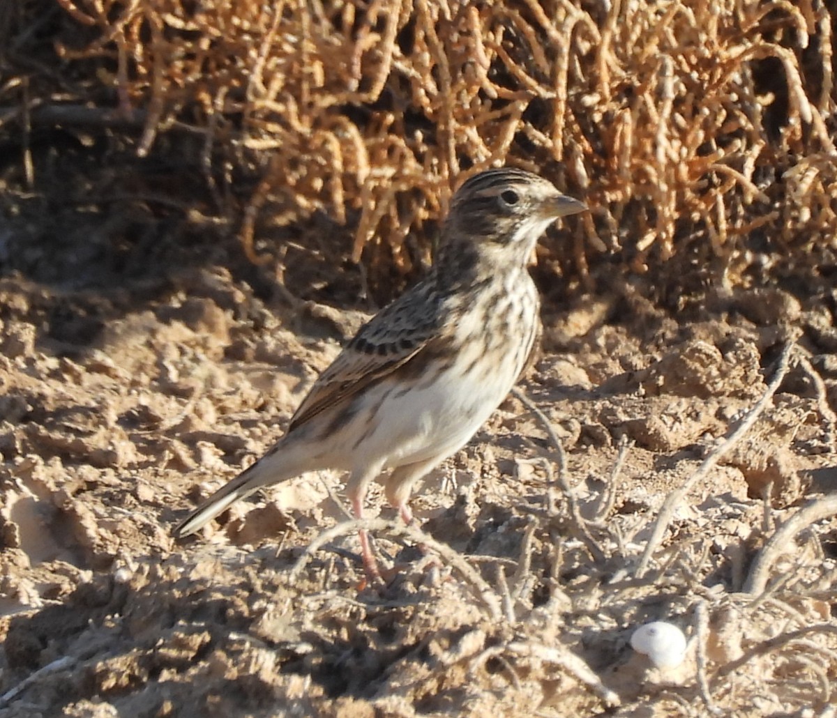 Mediterranean Short-toed Lark - ML643838298