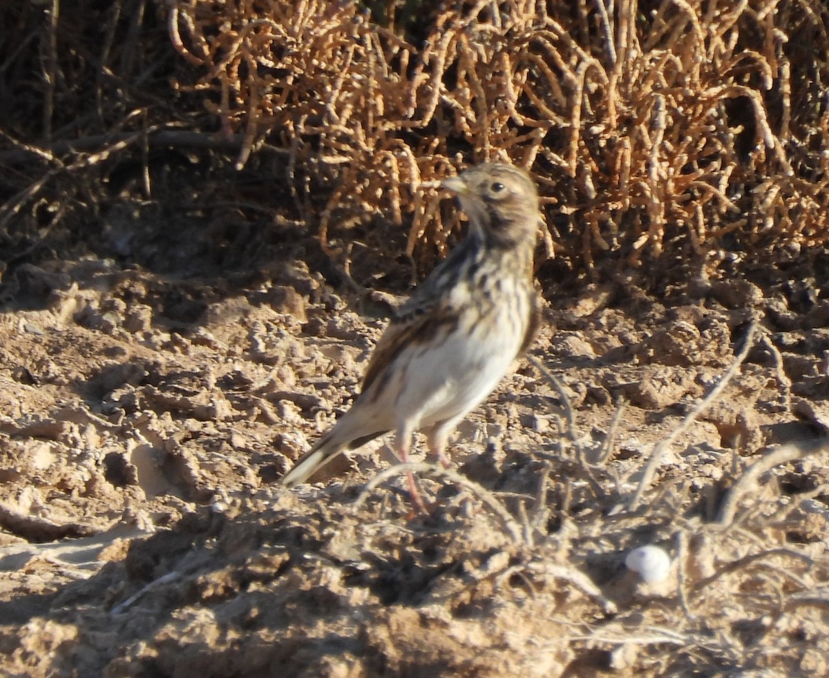 Mediterranean Short-toed Lark - ML643838300