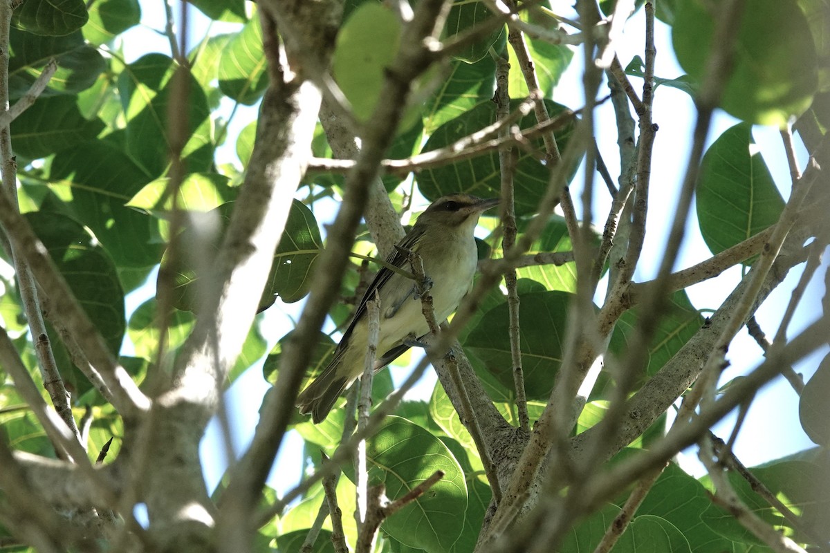 Black-whiskered Vireo - ML643838304