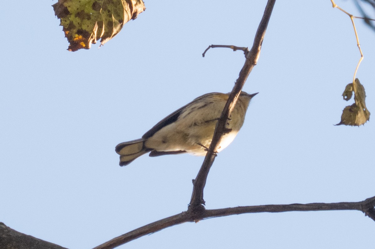 Paruline à croupion jaune - ML643838306