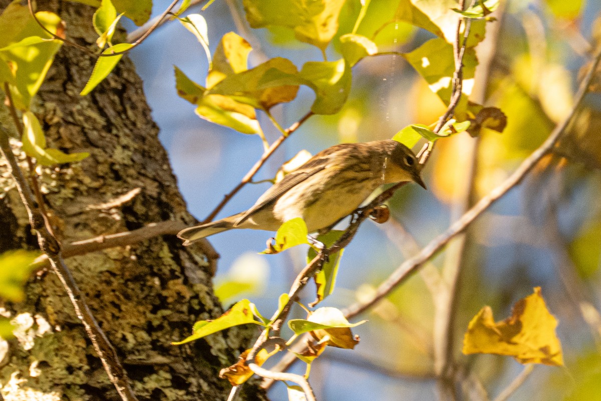 Paruline à croupion jaune - ML643838307