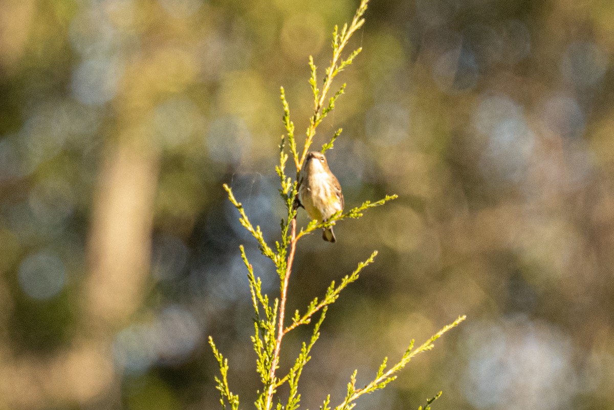 Paruline à croupion jaune - ML643838308