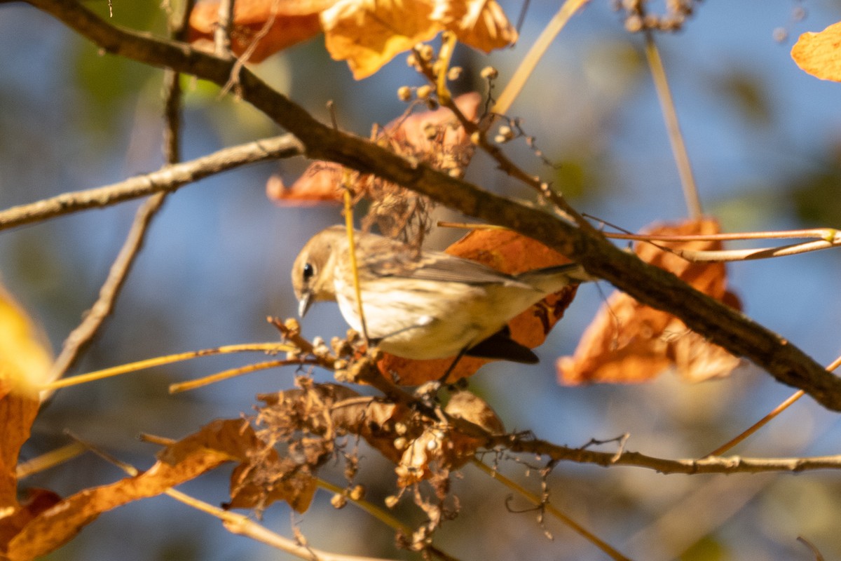 Paruline à croupion jaune - ML643838309