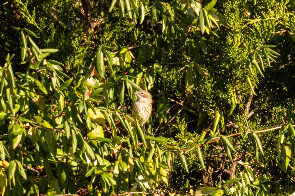 Paruline à croupion jaune - ML643838310