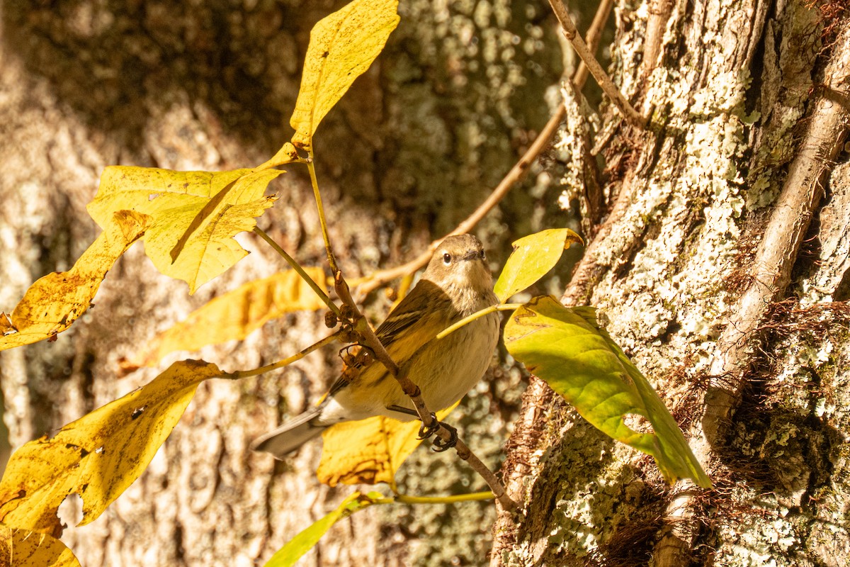 Paruline à croupion jaune - ML643838311