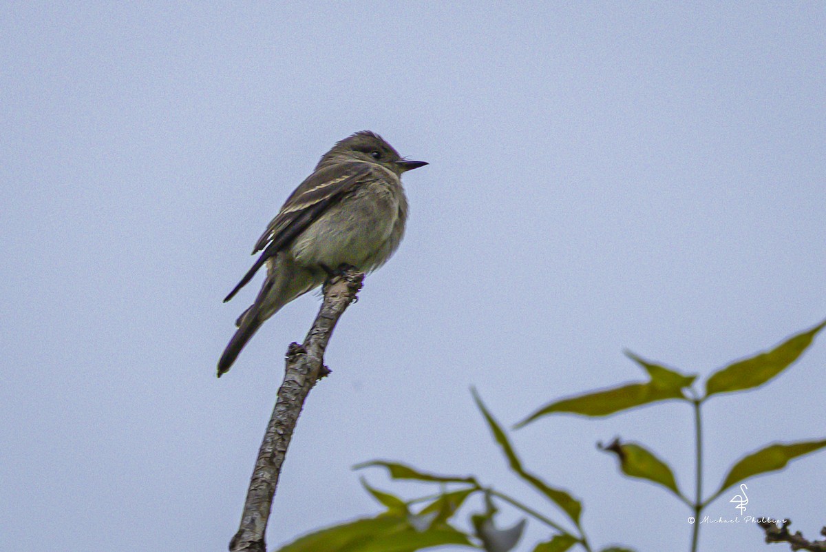 Western Wood-Pewee - ML643838323