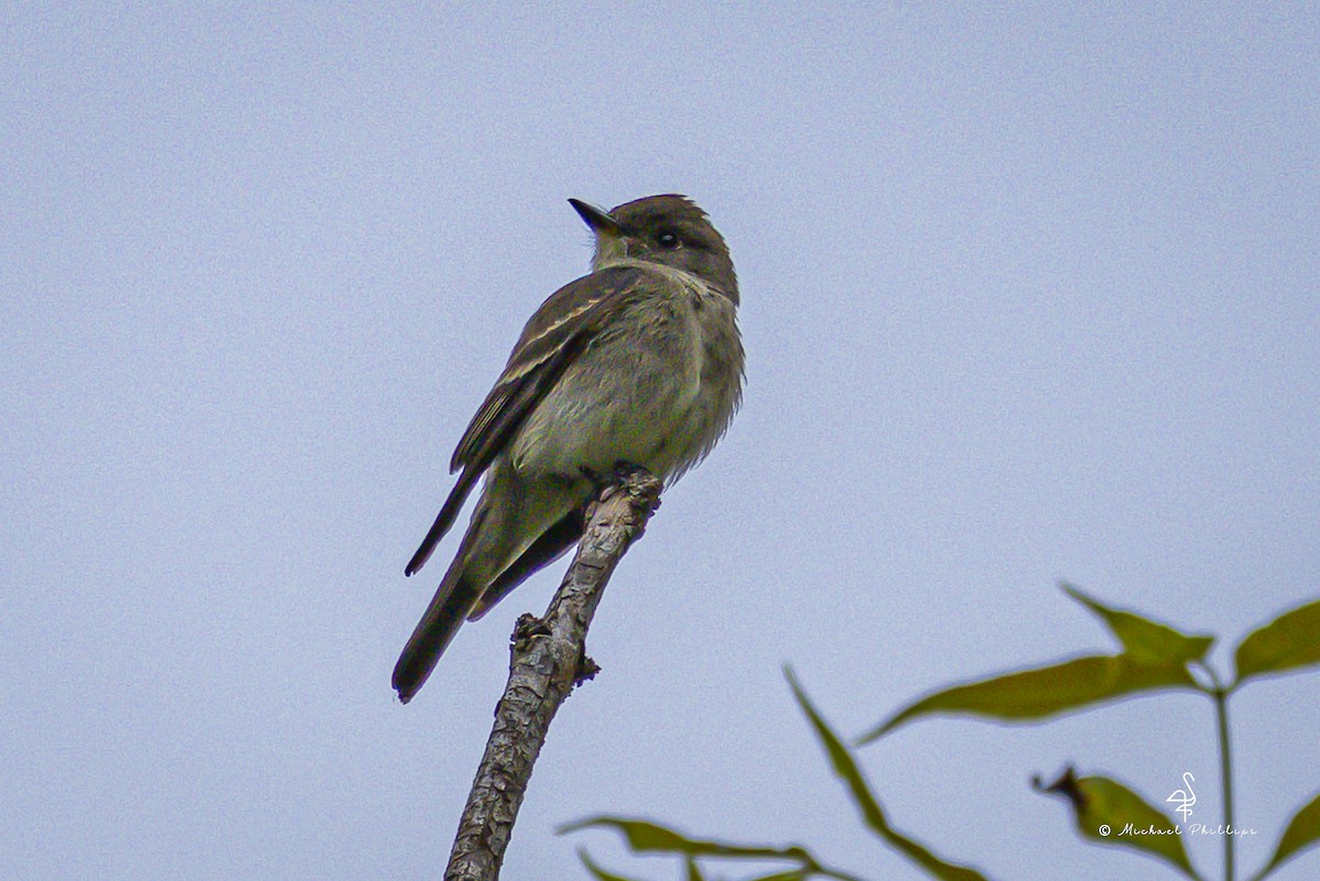 Western Wood-Pewee - ML643838324