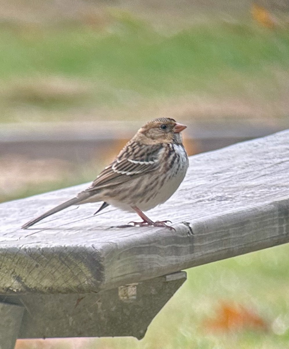 Harris's Sparrow - Joanie & Mark Hubinger