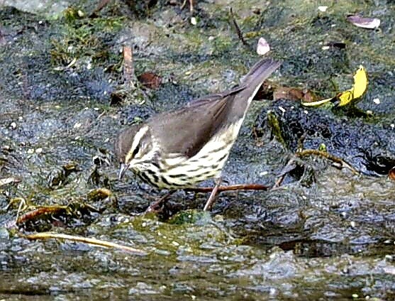 Northern Waterthrush - ML643838346