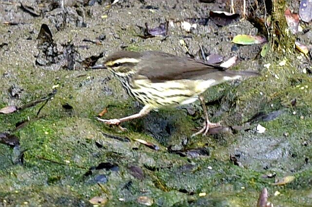 Northern Waterthrush - ML643838347