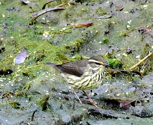 Northern Waterthrush - ML643838348