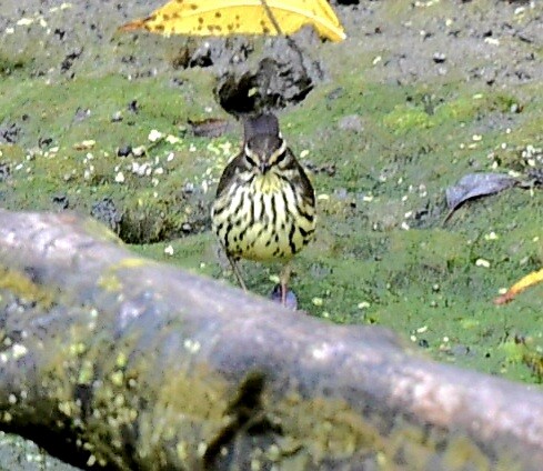 Northern Waterthrush - ML643838349