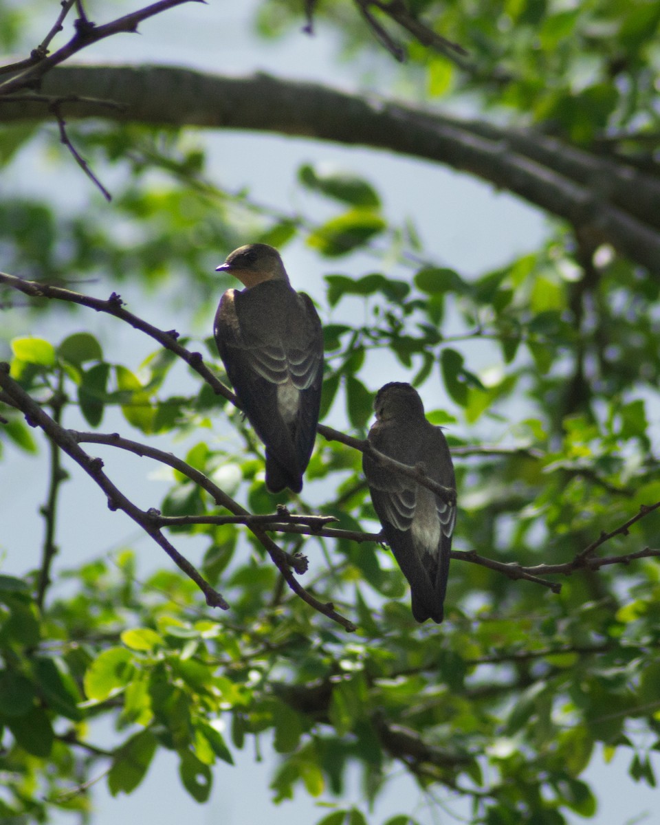 Southern Rough-winged Swallow - ML643838355