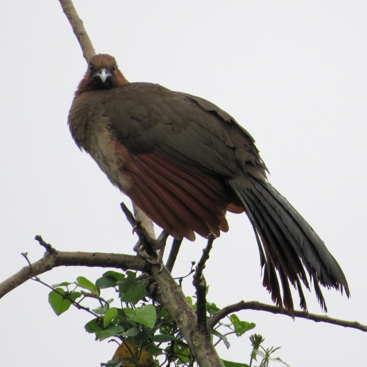 Rufous-headed Chachalaca - ML643838358