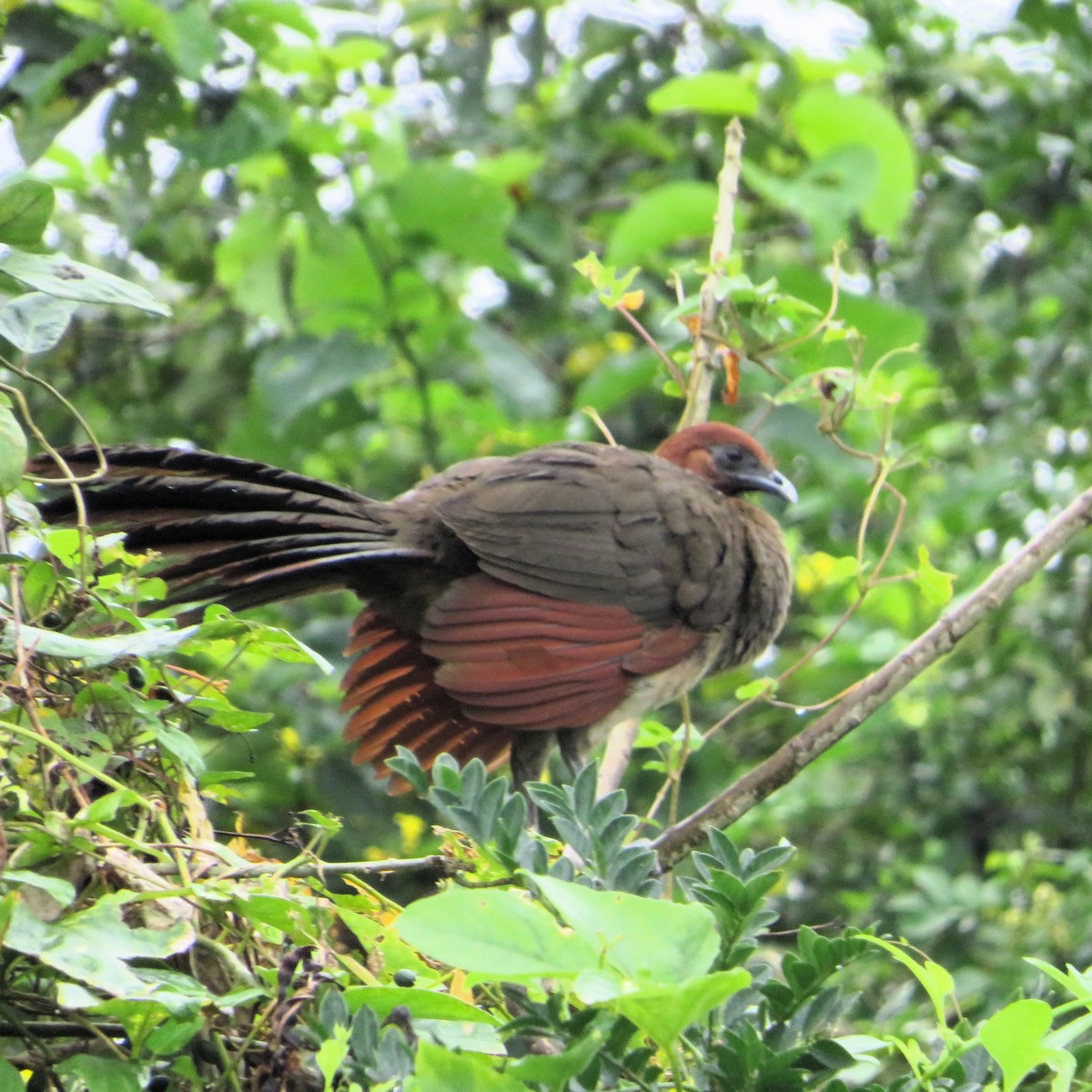 Rufous-headed Chachalaca - ML643838359