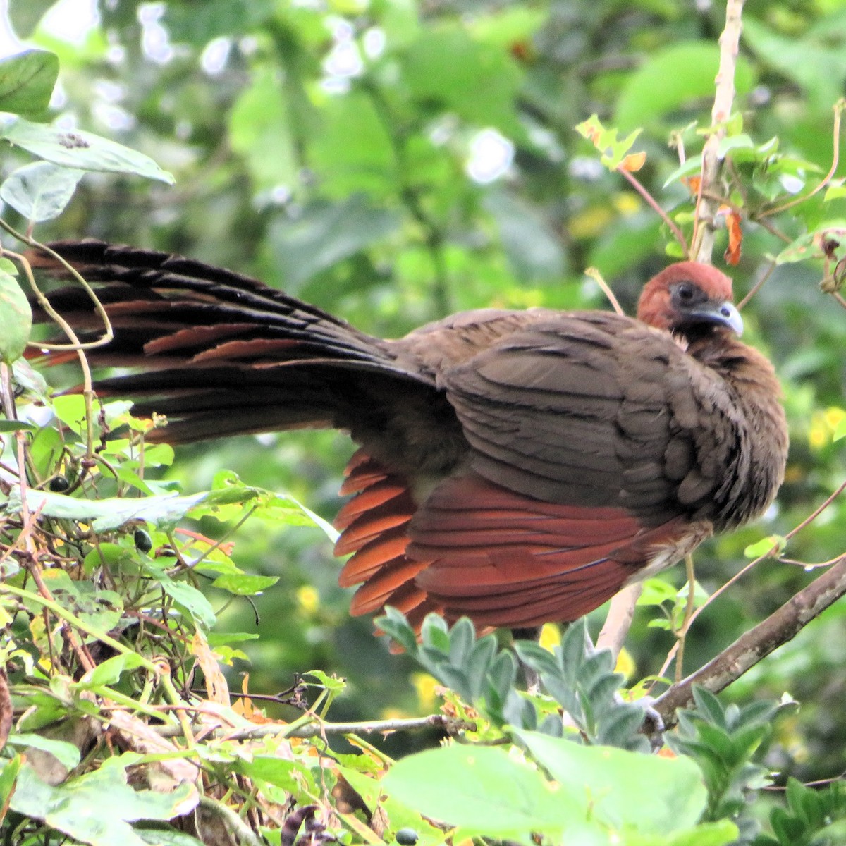 Rufous-headed Chachalaca - ML643838360
