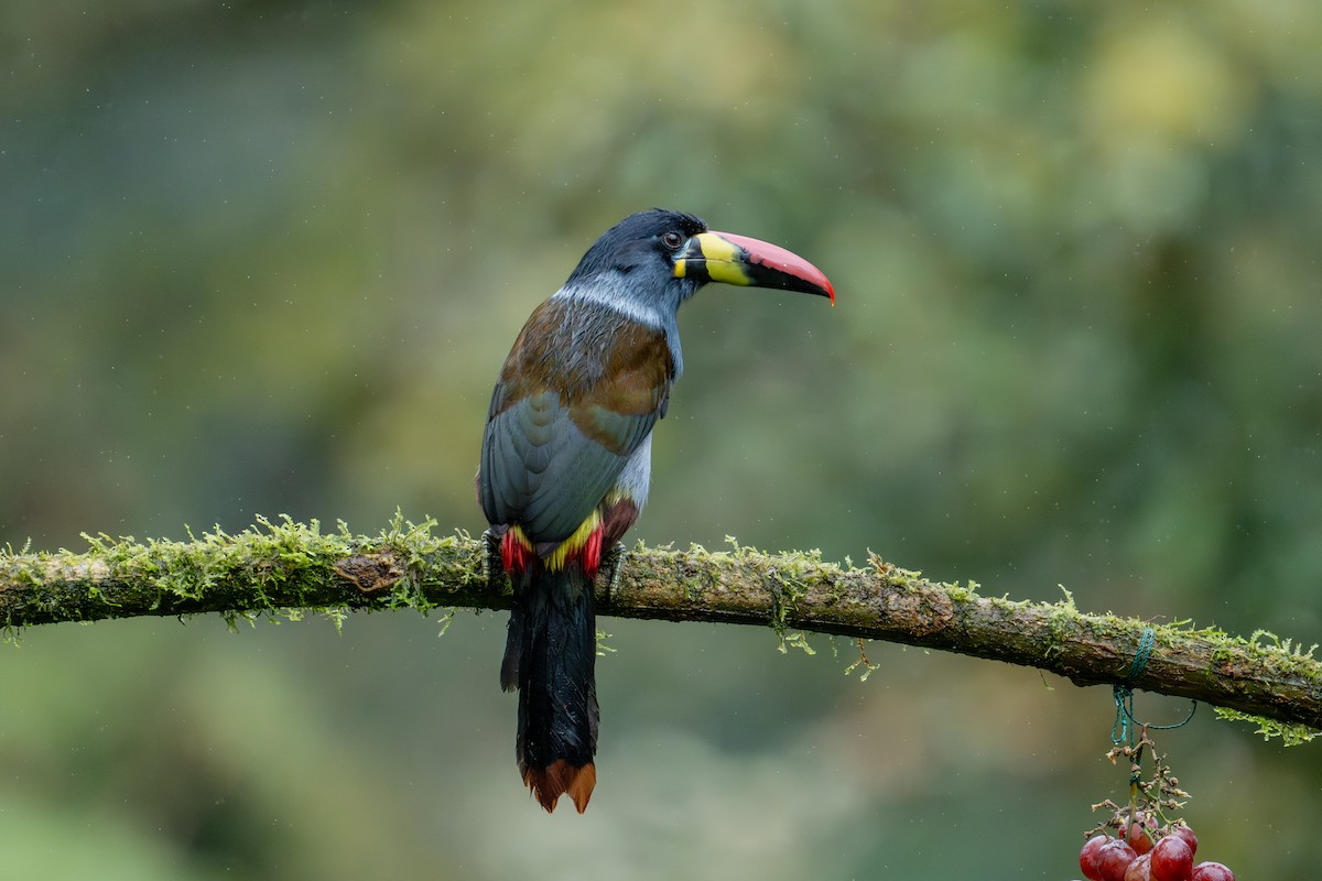 Gray-breasted Mountain-Toucan - ML643838361