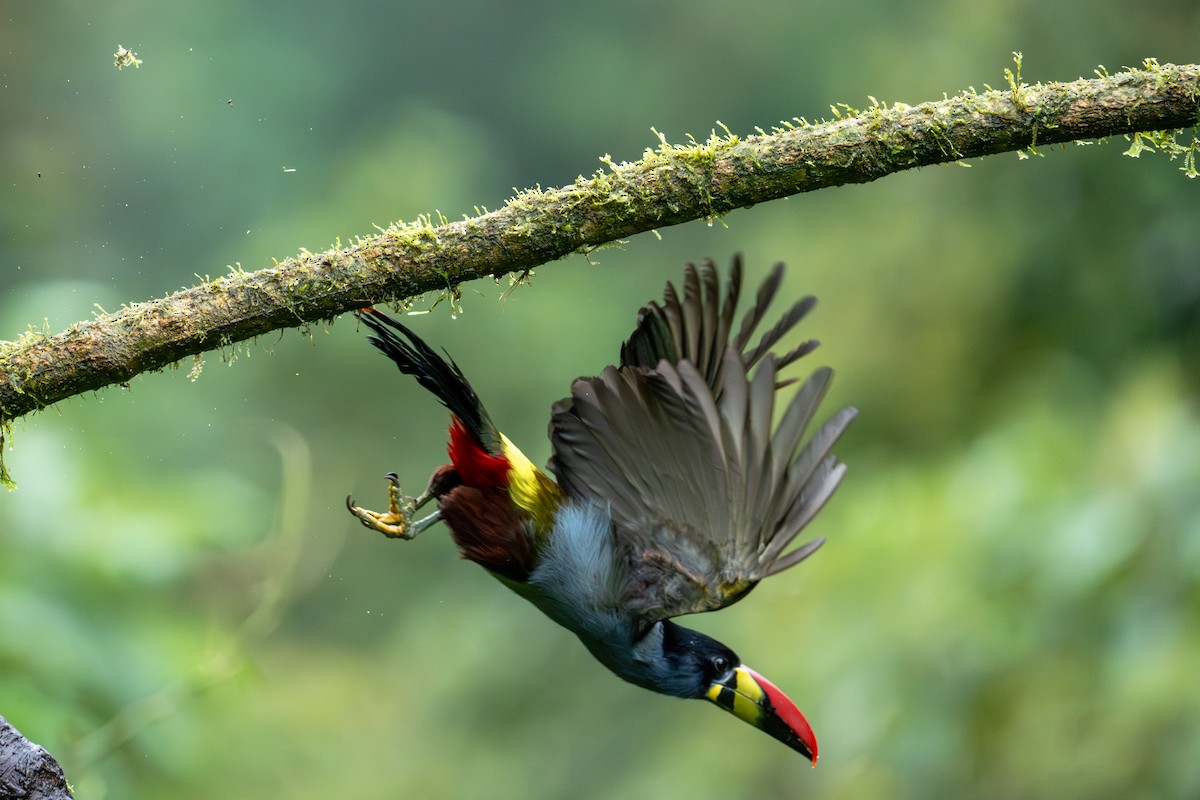 Gray-breasted Mountain-Toucan - ML643838362