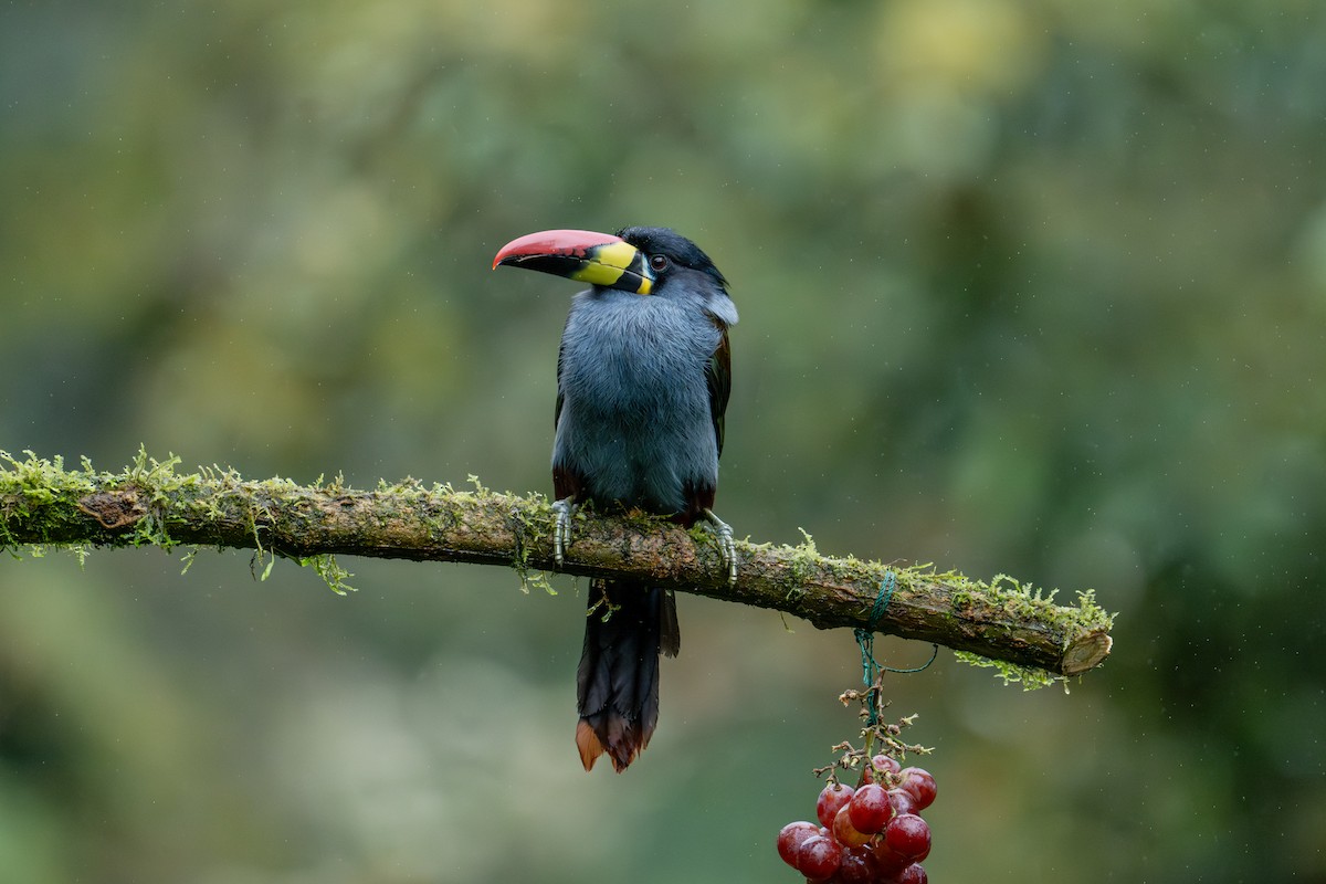 Gray-breasted Mountain-Toucan - ML643838363