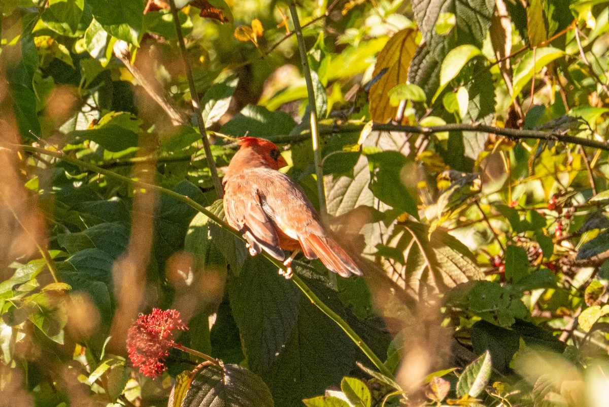 Cardinal rouge - ML643838376