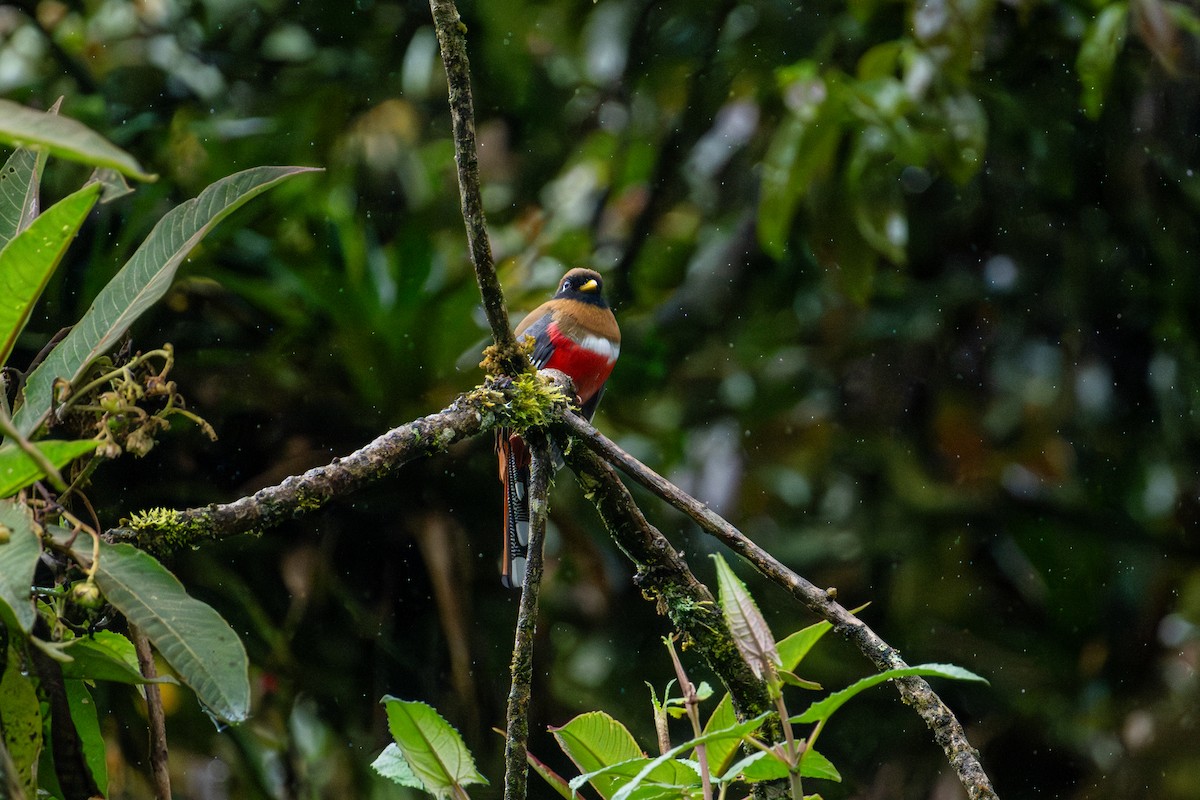 Masked Trogon - ML643838381