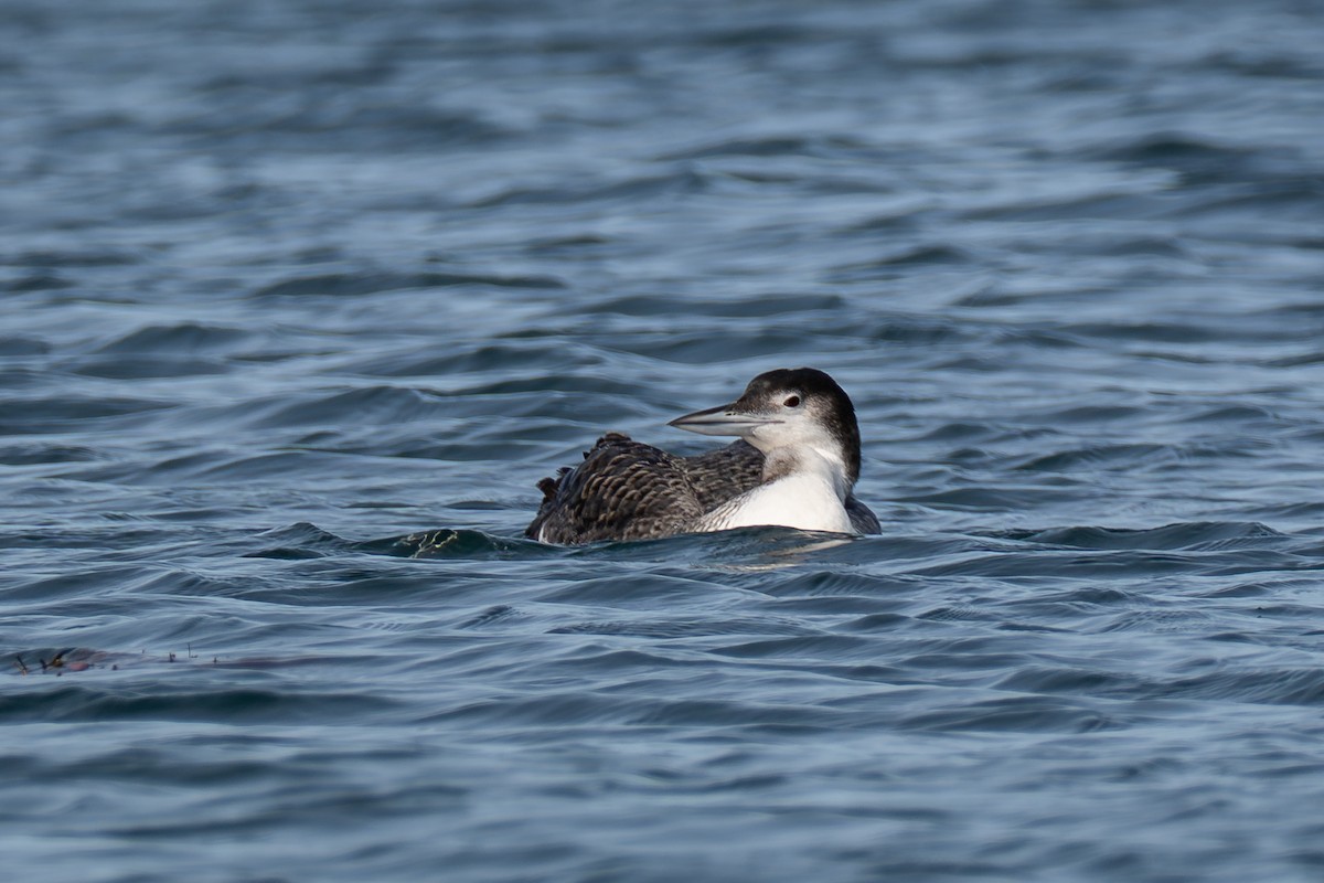 Common Loon - ML643838382
