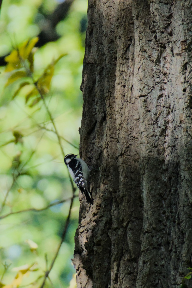 Pic mineur - ML643838387