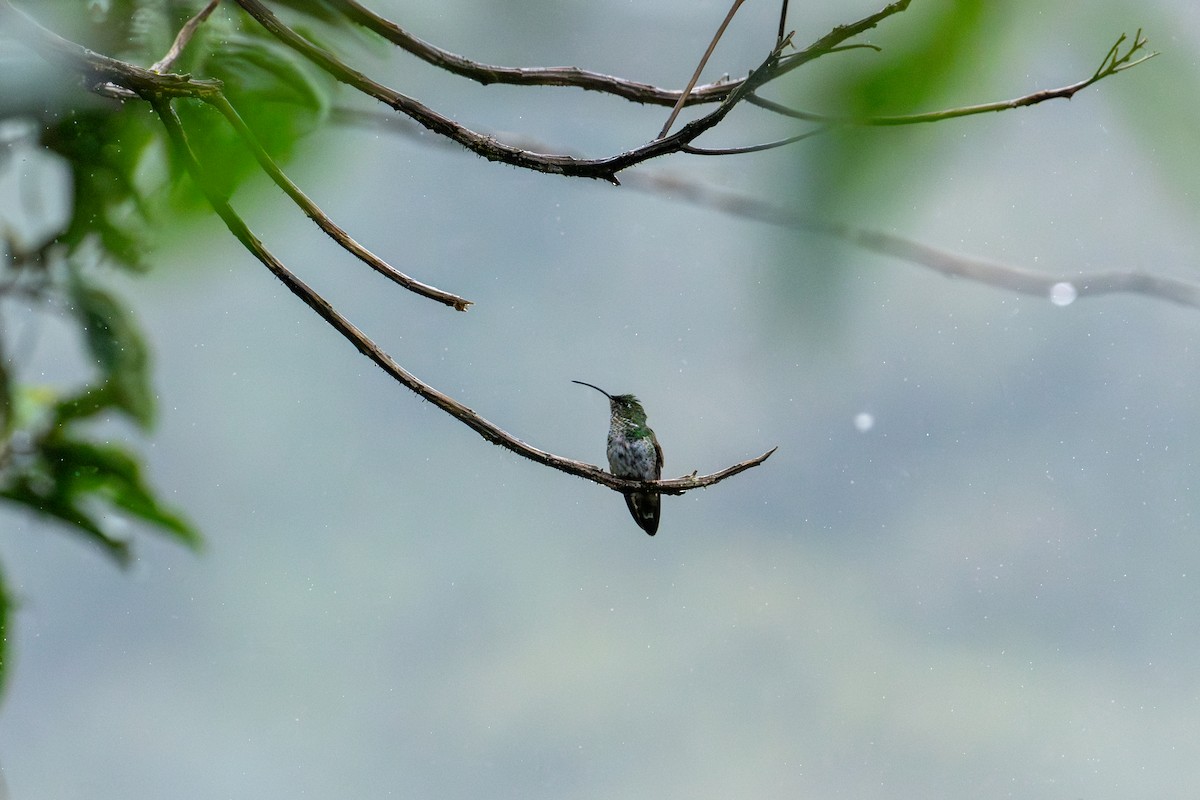 Mountain Velvetbreast - ML643838392