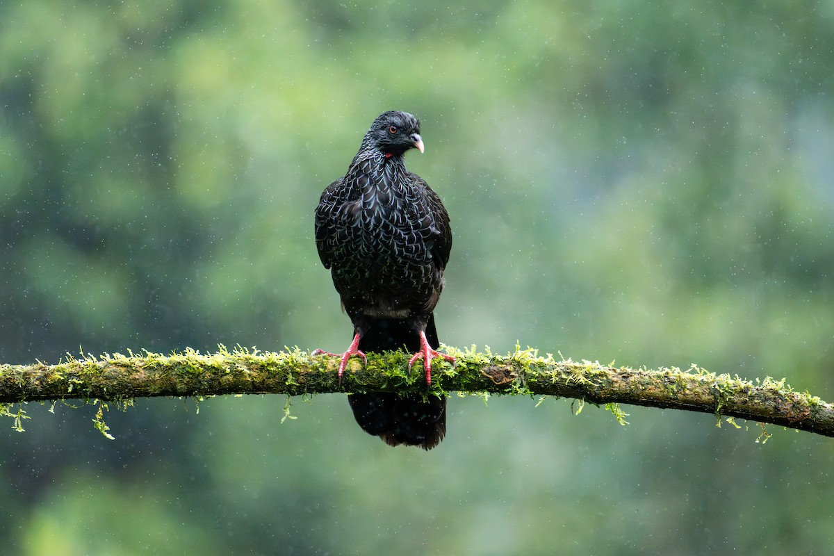 Andean Guan - ML643838399