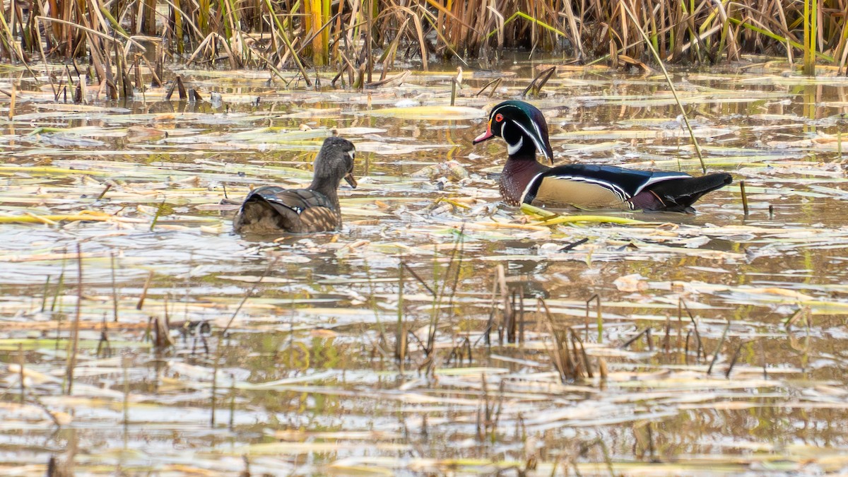 Wood Duck - ML643838401