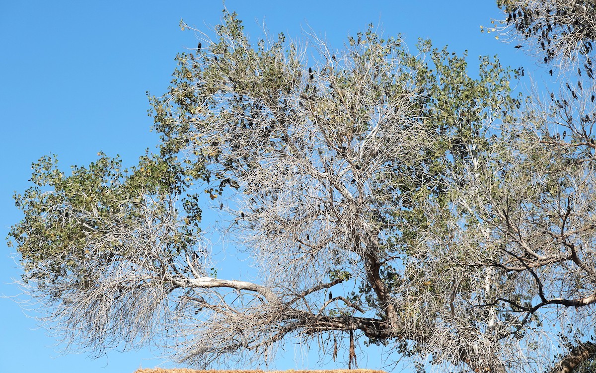 Icteridae sp. - ML643838403