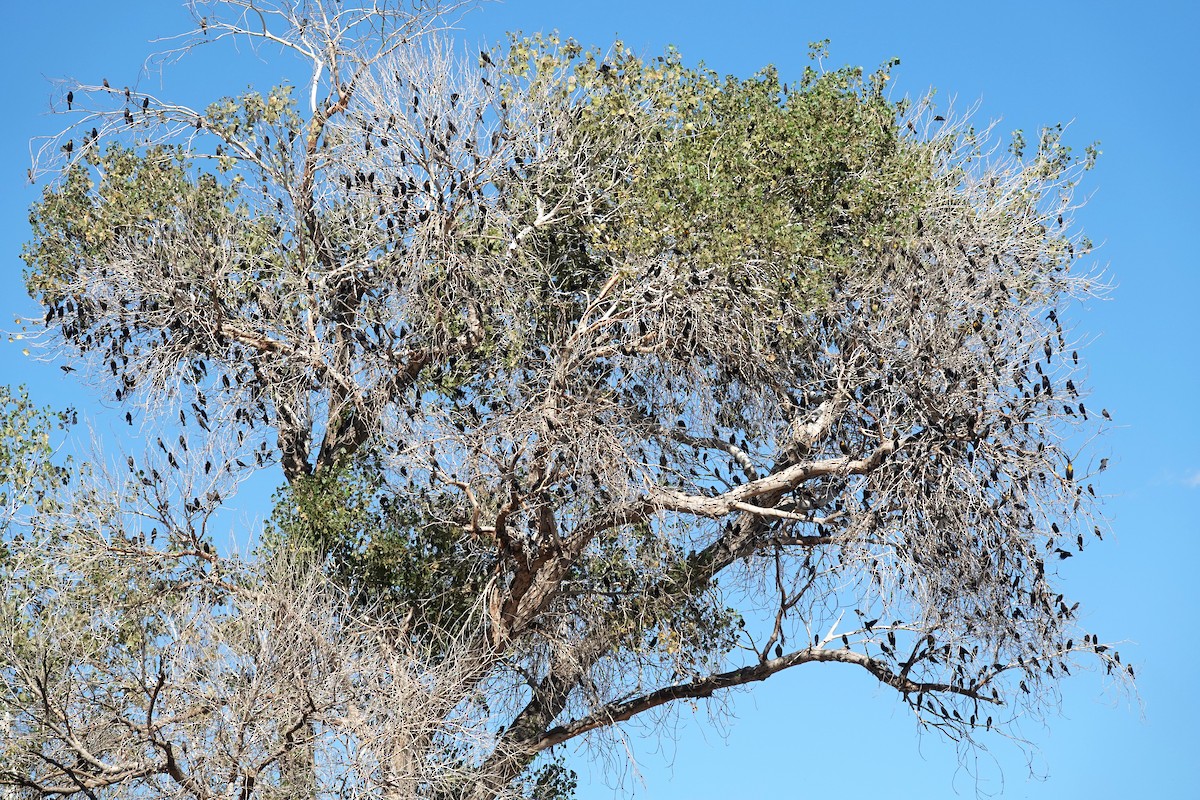 Icteridae sp. - ML643838404