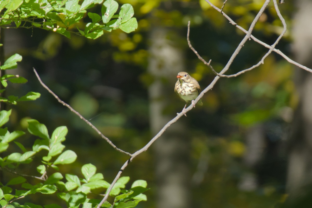 Grive solitaire - ML643838406