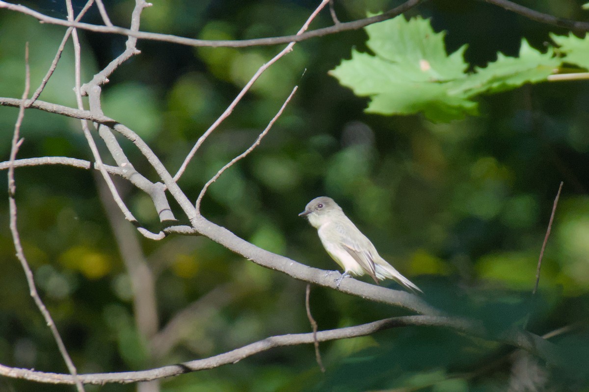 Moucherolle phébi - ML643838407