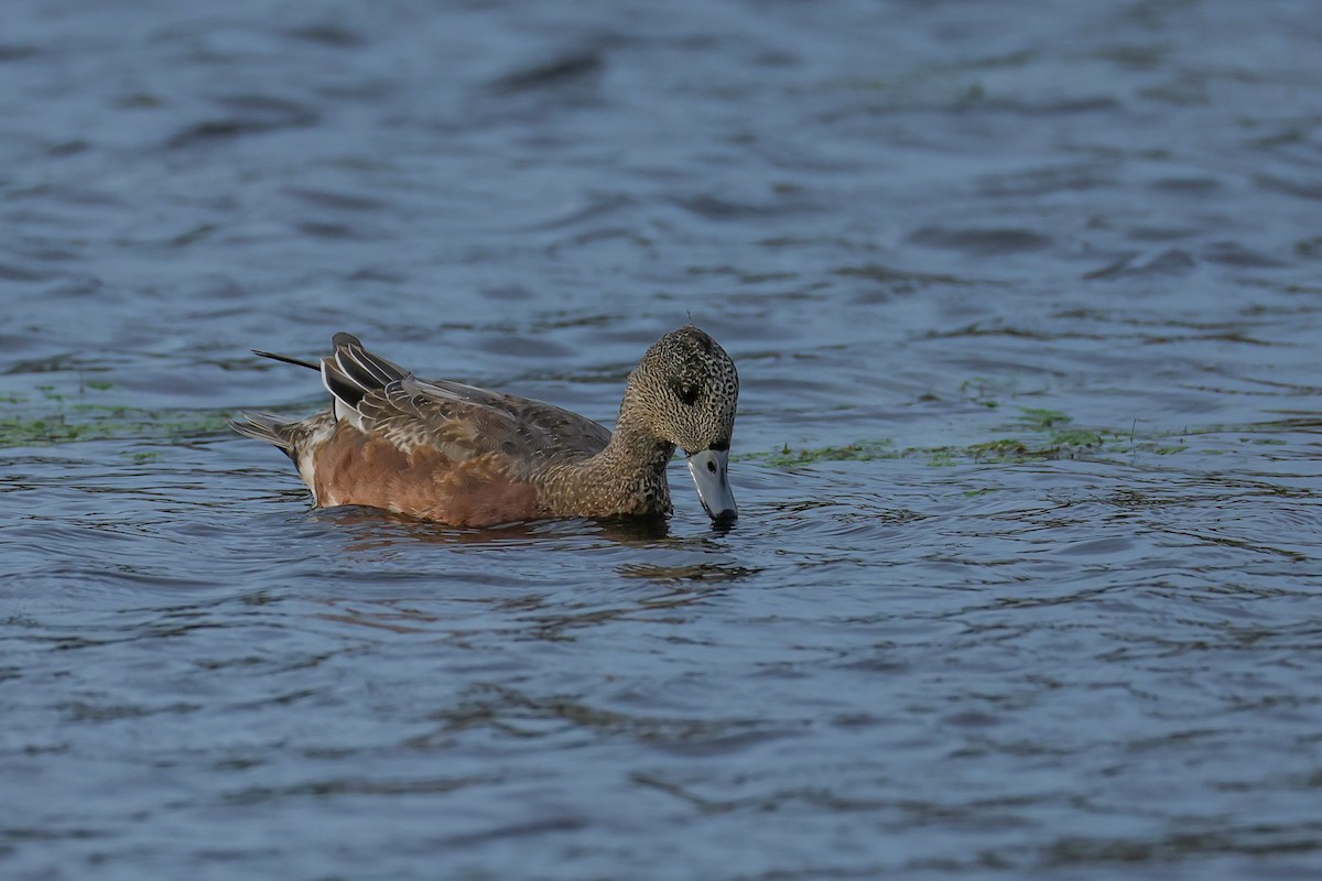 American Wigeon - ML643838424