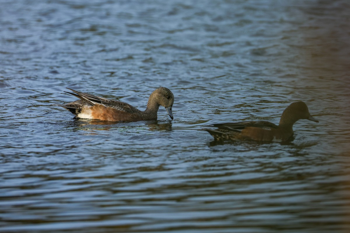 American Wigeon - ML643838425